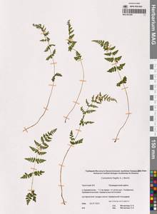 Cystopteris fragilis (L.) Bernh., Siberia, Chukotka & Kamchatka (S7) (Russia)