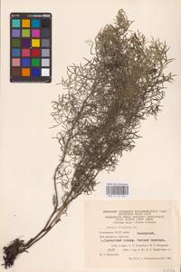 Adonis vernalis L., Eastern Europe, Eastern region (E10) (Russia)