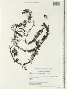 Myriophyllum spicatum L., Eastern Europe, Central forest region (E5) (Russia)