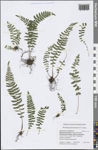 Woodsia polystichoides D. C. Eaton, Siberia, Russian Far East (S6) (Russia)