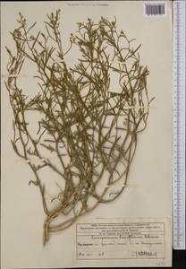 Corispermum laxiflorum Schrenk, Middle Asia, Caspian Ustyurt & Northern Aralia (M8) (Kazakhstan)