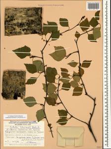 Betula pubescens var. litwinowii (Doluch.) Ashburner & McAll., Caucasus, Georgia (K4) (Georgia)