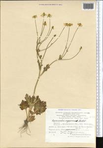 Ranunculus oxyspermus Willd., Middle Asia, Kopet Dag, Badkhyz, Small & Great Balkhan (M1) (Turkmenistan)