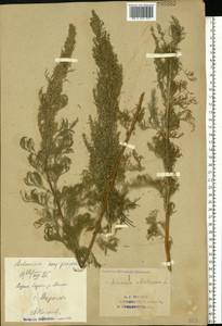 Artemisia abrotanum L., Eastern Europe, Eastern region (E10) (Russia)