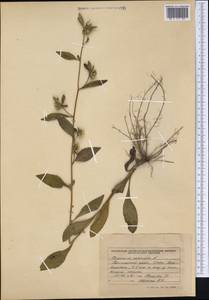 Carpesium cernuum L., Siberia, Russian Far East (S6) (Russia)