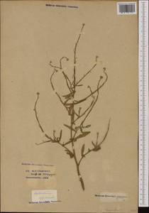 Sisymbrium officinale (L.) Scop., Western Europe (EUR) (Switzerland)
