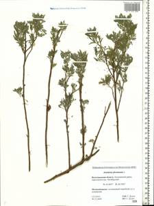 Artemisia abrotanum L., Eastern Europe, Lower Volga region (E9) (Russia)