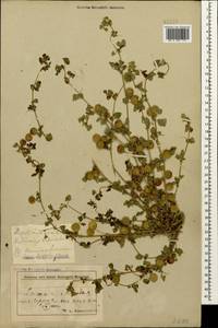 Medicago orbicularis (L.)Bartal., Caucasus, Azerbaijan (K6) (Azerbaijan)