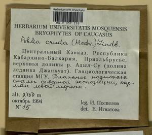 Pohlia cruda (Hedw.) Lindb., Bryophytes, Bryophytes - North Caucasus & Ciscaucasia (B12) (Russia)