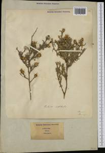 Centaurea solstitialis L., Western Europe (EUR) (Italy)