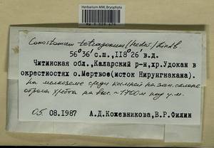 Conostomum tetragonum (Hedw.) Lindb., Bryophytes, Bryophytes - Baikal & Transbaikal regions (B18) (Russia)