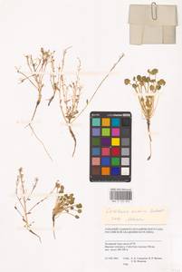 Cochlearia groenlandica L., Siberia, Western Siberia (S1) (Russia)