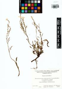 Rumex acetosella L., Siberia, Baikal & Transbaikal region (S4) (Russia)