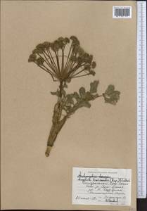 Angelica brevicaulis (Rupr.) B. Fedtsch., Middle Asia, Northern & Central Tian Shan (M4) (Kyrgyzstan)