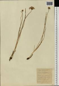 Allium angulosum L., Eastern Europe, Moscow region (E4a) (Russia)