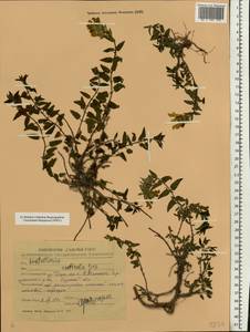 Scutellaria supina L., Eastern Europe, Central forest-and-steppe region (E6) (Russia)