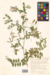 Vicia woroschilovii N.S.Pavlova, Siberia, Russian Far East (S6) (Russia)