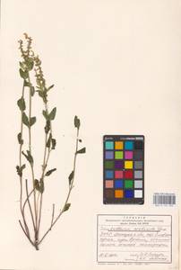MHA 0 155 333, Scutellaria supina L., Eastern Europe, South Ukrainian region (E12) (Ukraine)