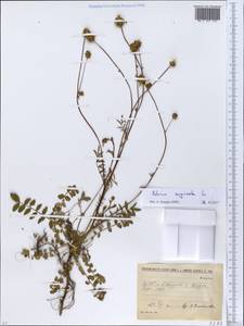 Poterium sanguisorba, Eastern Europe, Estonia (E2c) (Estonia)