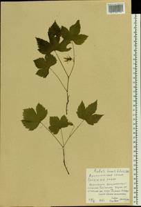 Rubus humulifolius C. A. Mey., Eastern Europe, Northern region (E1) (Russia)