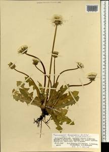 Taraxacum longicorne Dahlst., Mongolia (MONG) (Mongolia)