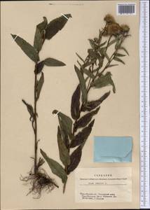 Pentanema salicinum (L.) D. Gut. Larr., Santos-Vicente, Anderb., E. Rico & M. M. Mart. Ort., Siberia, Western Siberia (S1) (Russia)