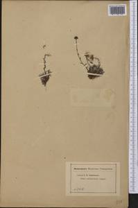 Antennaria alpina (L.) Gaertn., America (AMER) (Not classified)
