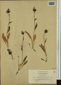 Hieracium alpinum subsp. halleri (Vill.) Ces., Western Europe (EUR) (Austria)