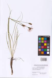 Scorzonera purpurea L., Eastern Europe, Eastern region (E10) (Russia)