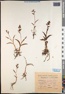 Dactylorhiza viridis (L.) R.M.Bateman, Pridgeon & M.W.Chase, Siberia, Yakutia (S5) (Russia)