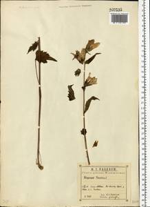 Campanula trachelium L., Eastern Europe, Central region (E4) (Russia)