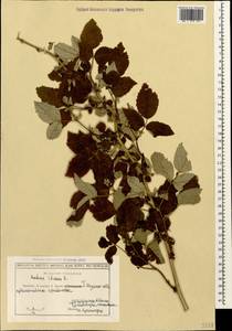 Rubus idaeus L., Caucasus, Georgia (K4) (Georgia)