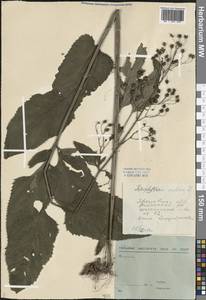Scrophularia nodosa L., Eastern Europe, Central forest region (E5) (Russia)