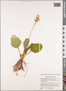 Primula elatior (L.) L., Eastern Europe, Northern region (E1) (Russia)