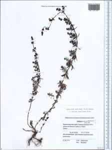 Galium humifusum M.Bieb., Caucasus, Black Sea Shore (from Novorossiysk to Adler) (K3) (Russia)