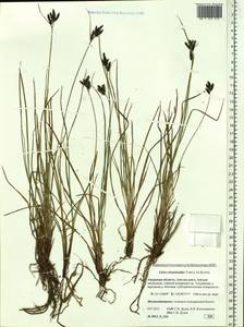 Carex eleusinoides Turcz. ex Kunth, Siberia, Russian Far East (S6) (Russia)