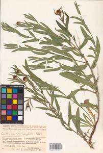 Centaurea trichocephala M. Bieb. ex Willd., Eastern Europe, Lower Volga region (E9) (Russia)