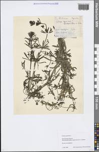 Galium spurium L., Eastern Europe, Moscow region (E4a) (Russia)
