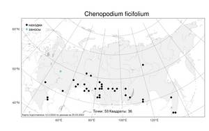 Chenopodium ficifolium Sm., Atlas of the Russian Flora (FLORUS) (Russia)