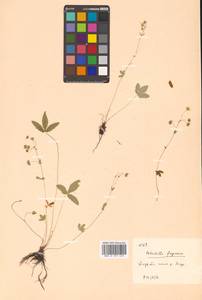 Potentilla freyniana Bornm., Siberia, Russian Far East (S6) (Russia)