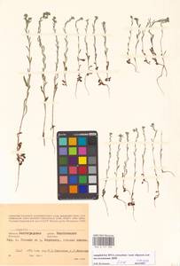 Lappula, Eastern Europe, Lower Volga region (E9) (Russia)