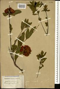 Punica granatum L., Caucasus (no precise locality) (K0)