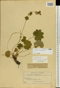 Alchemilla hebescens Juz., Eastern Europe, Moscow region (E4a) (Russia)