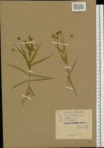 Rabelera holostea (L.) M. T. Sharples & E. A. Tripp, Eastern Europe, North-Western region (E2) (Russia)