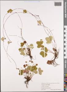 Fragaria viridis Duchesne, Siberia, Altai & Sayany Mountains (S2) (Russia)