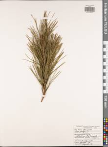 Pinus strobus L., Eastern Europe, Central region (E4) (Russia)