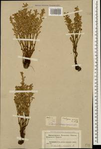 Phelipanche ramosa (L.) Pomel, Caucasus, Krasnodar Krai & Adygea (K1a) (Russia)