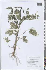 Torilis japonica (Houtt.) DC., Eastern Europe, Central region (E4) (Russia)