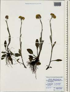 Tephroseris integrifolia subsp. jailicola (Juz.) Greuter, Crimea (KRYM) (Russia)