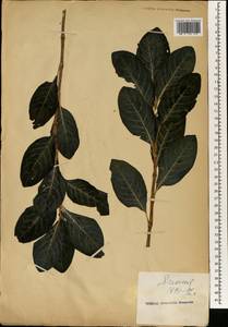 Polygonum, South Asia, South Asia (Asia outside ex-Soviet states and Mongolia) (ASIA) (Japan)